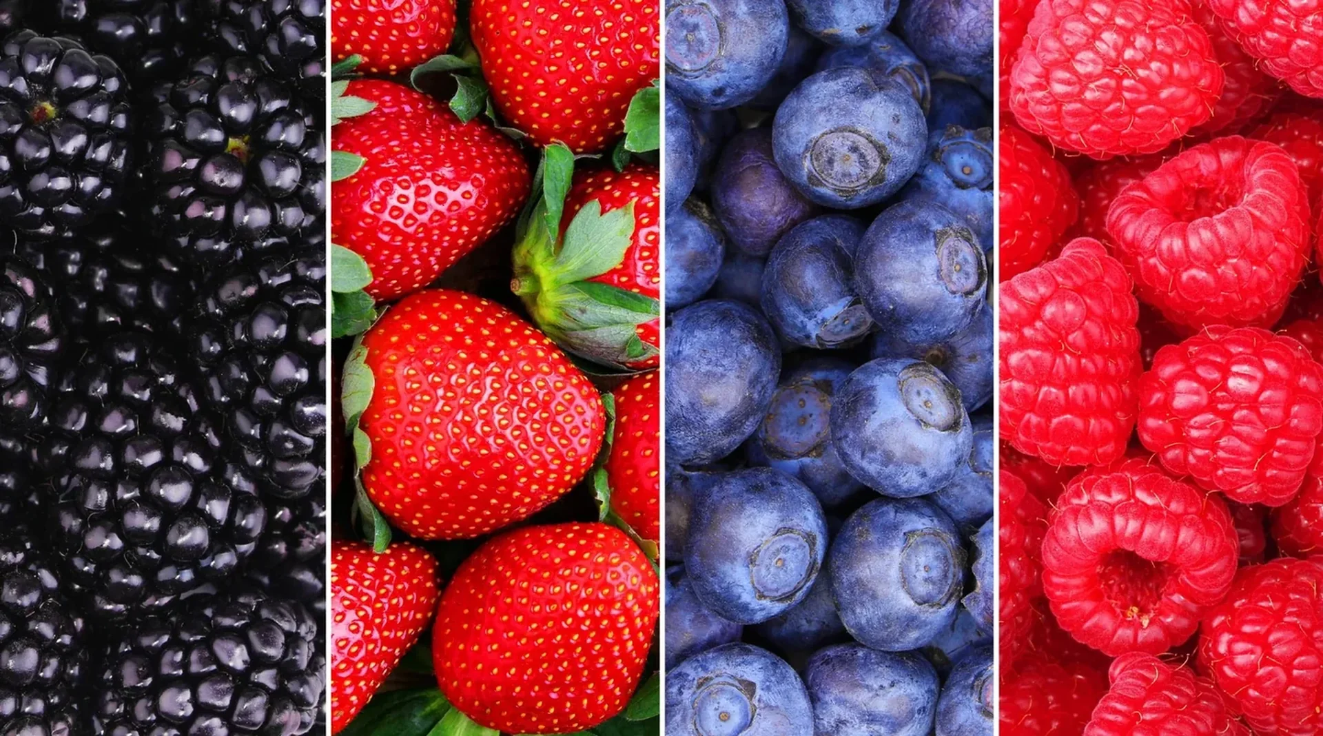Cultivos de berries