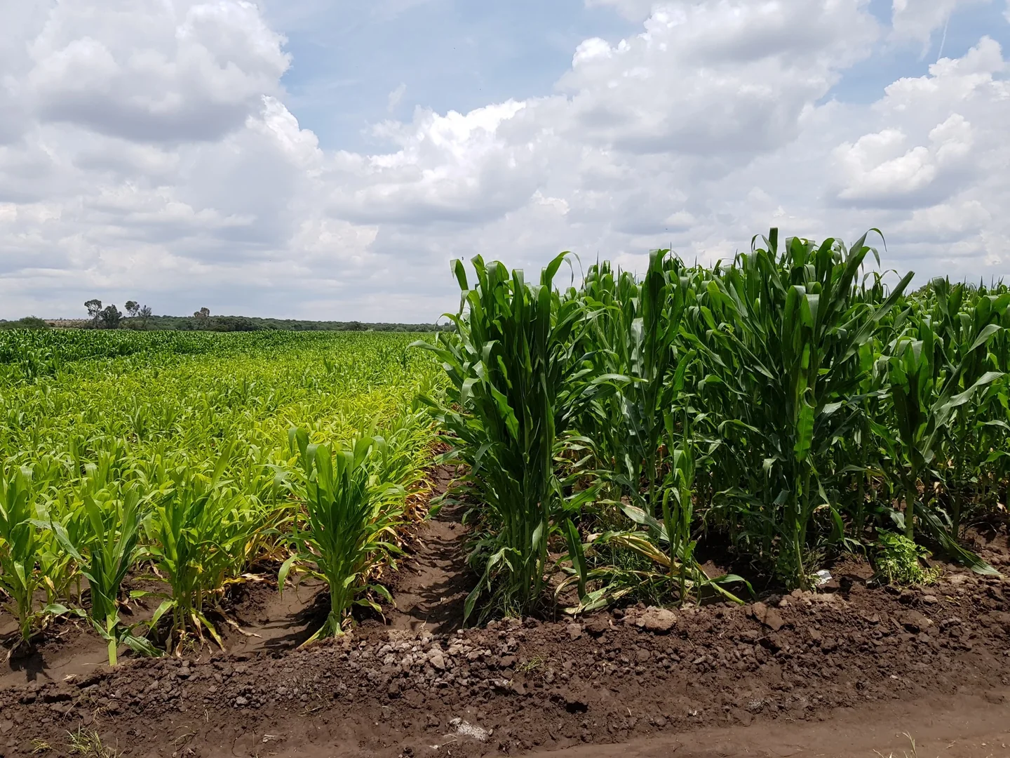 Comparativa Testigo vs Con ALOMYXA<sup>®</sup> — Maíz