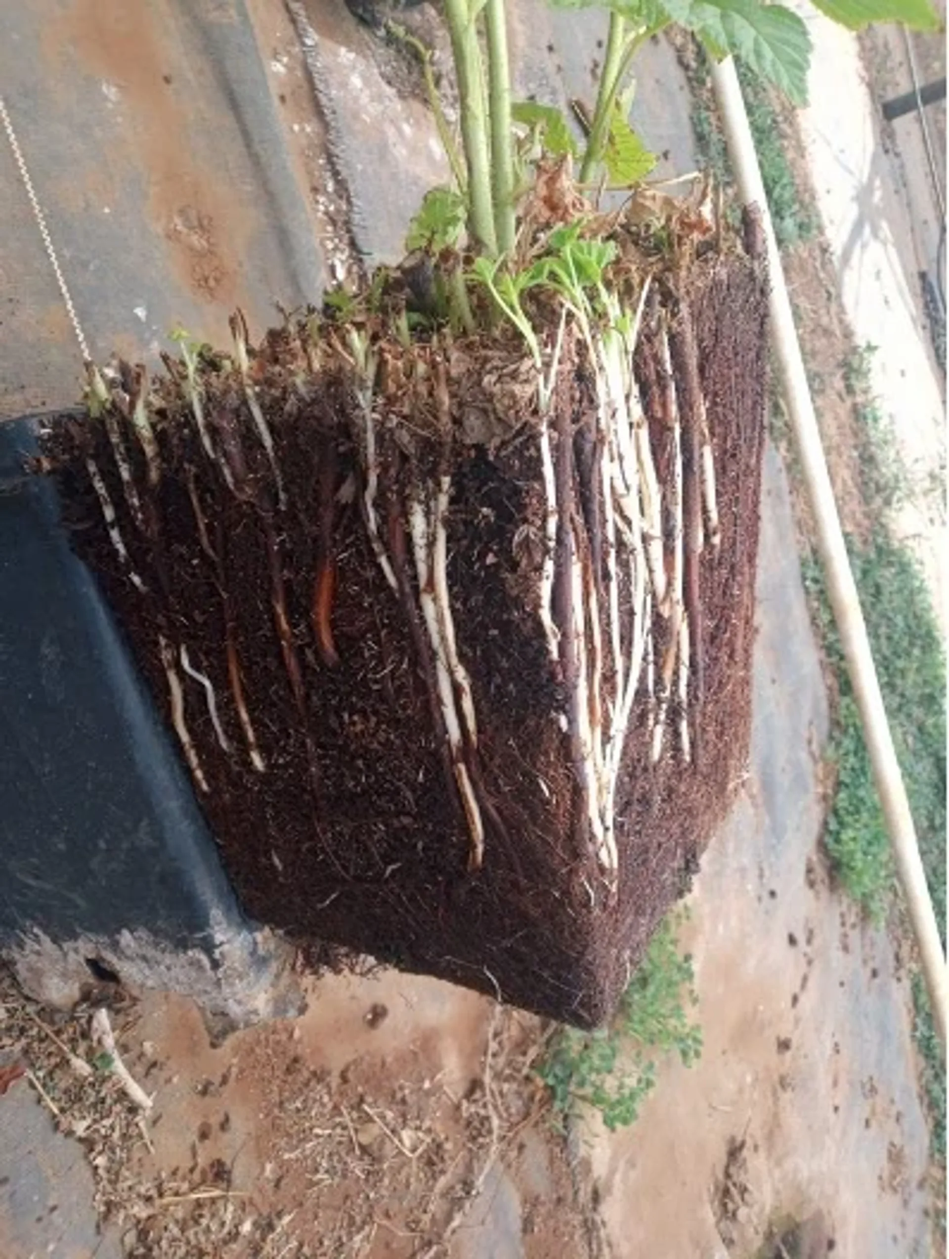 Con ALOMYXA®