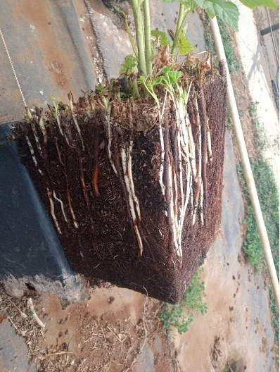 Con ALOMYXA<sup>®</sup>
