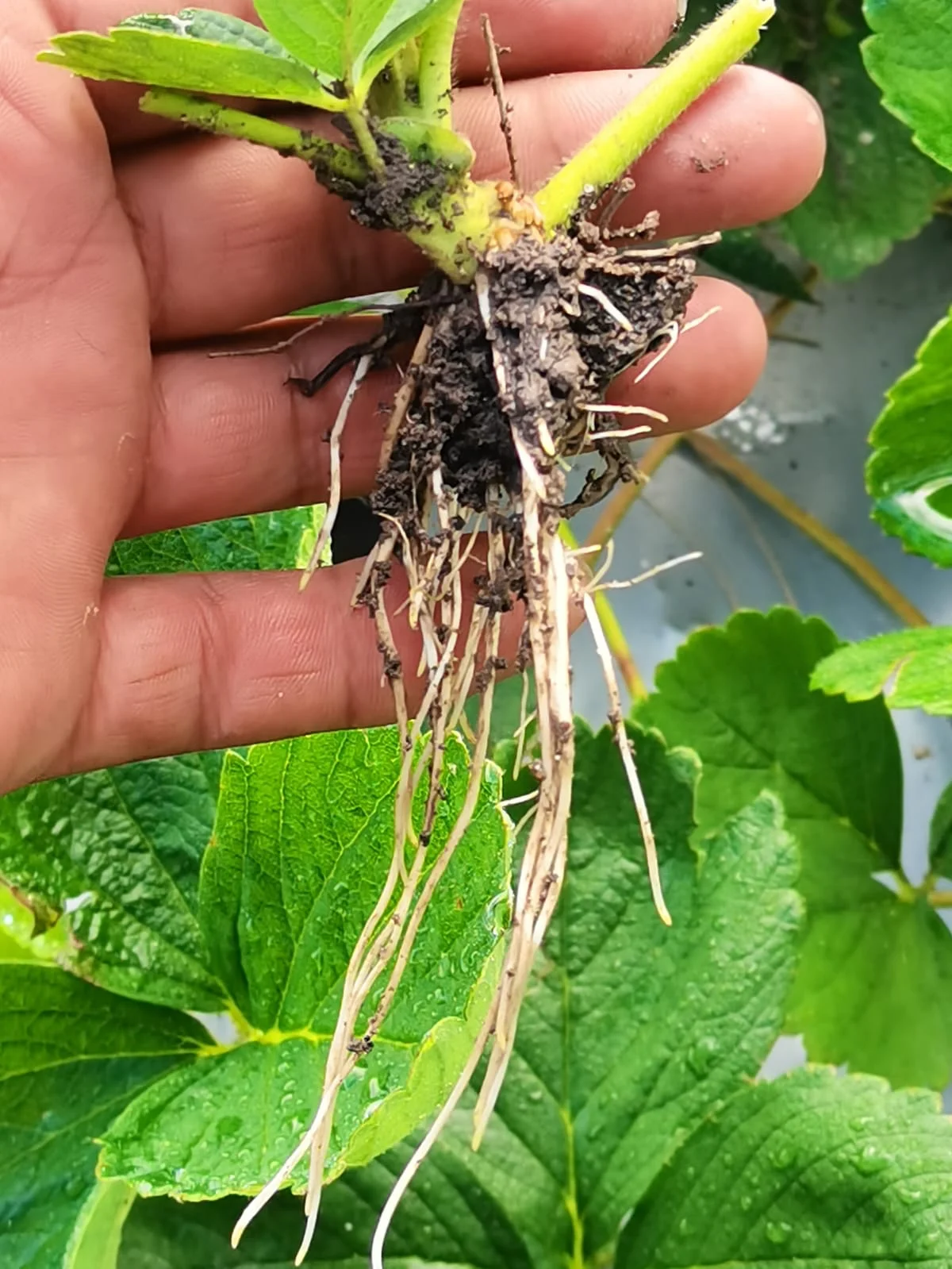 Strawberry runner cutting — newly planted daughter plant with abundant new root growth — ALOMYXA®