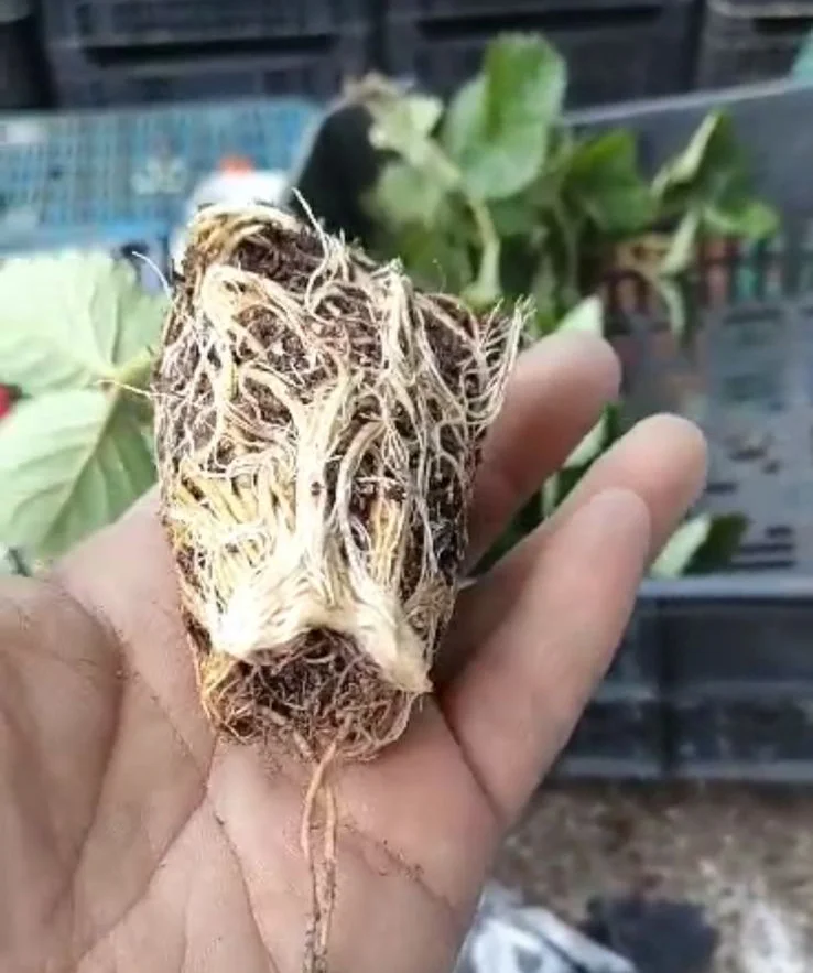 Strawberry root ball in container with excellent root formation treated with ALOMYXA®