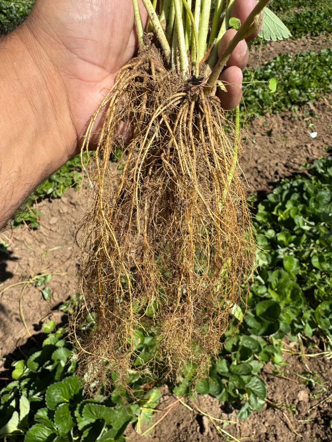 Strawberry rhizosphere with abundant secondary roots in direct field — ALOMYXA®