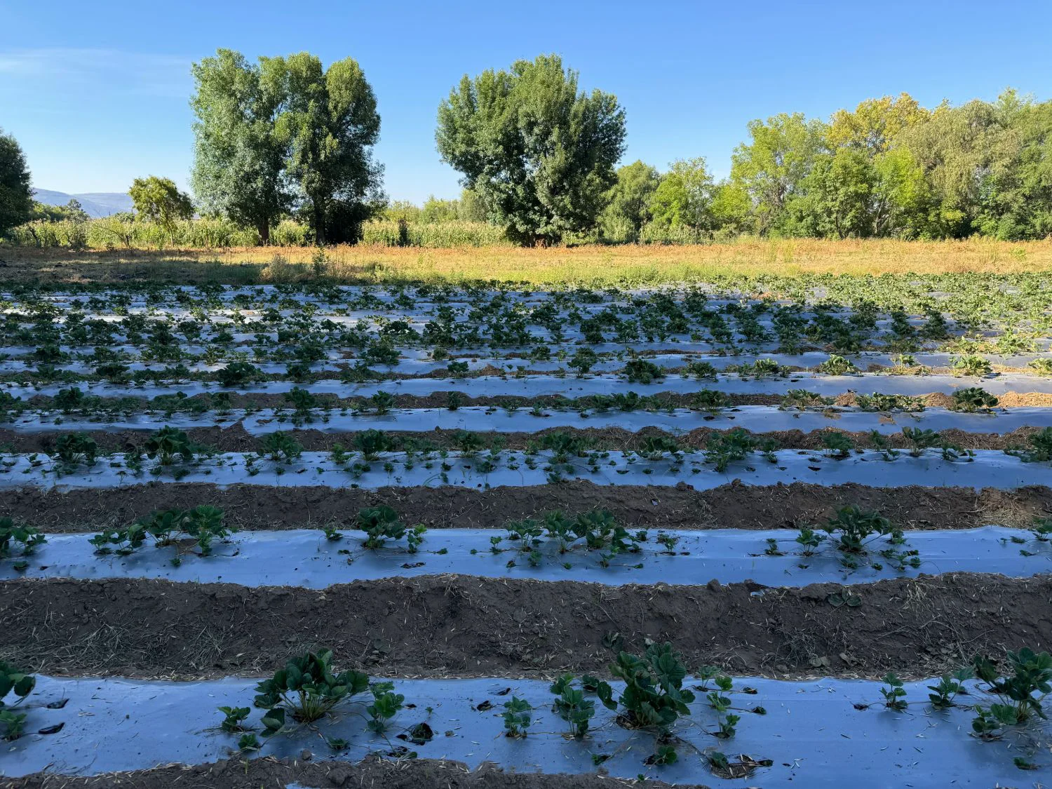 Stalled strawberry crop — Day 0 before starting ALOMYXA® — Michoacán