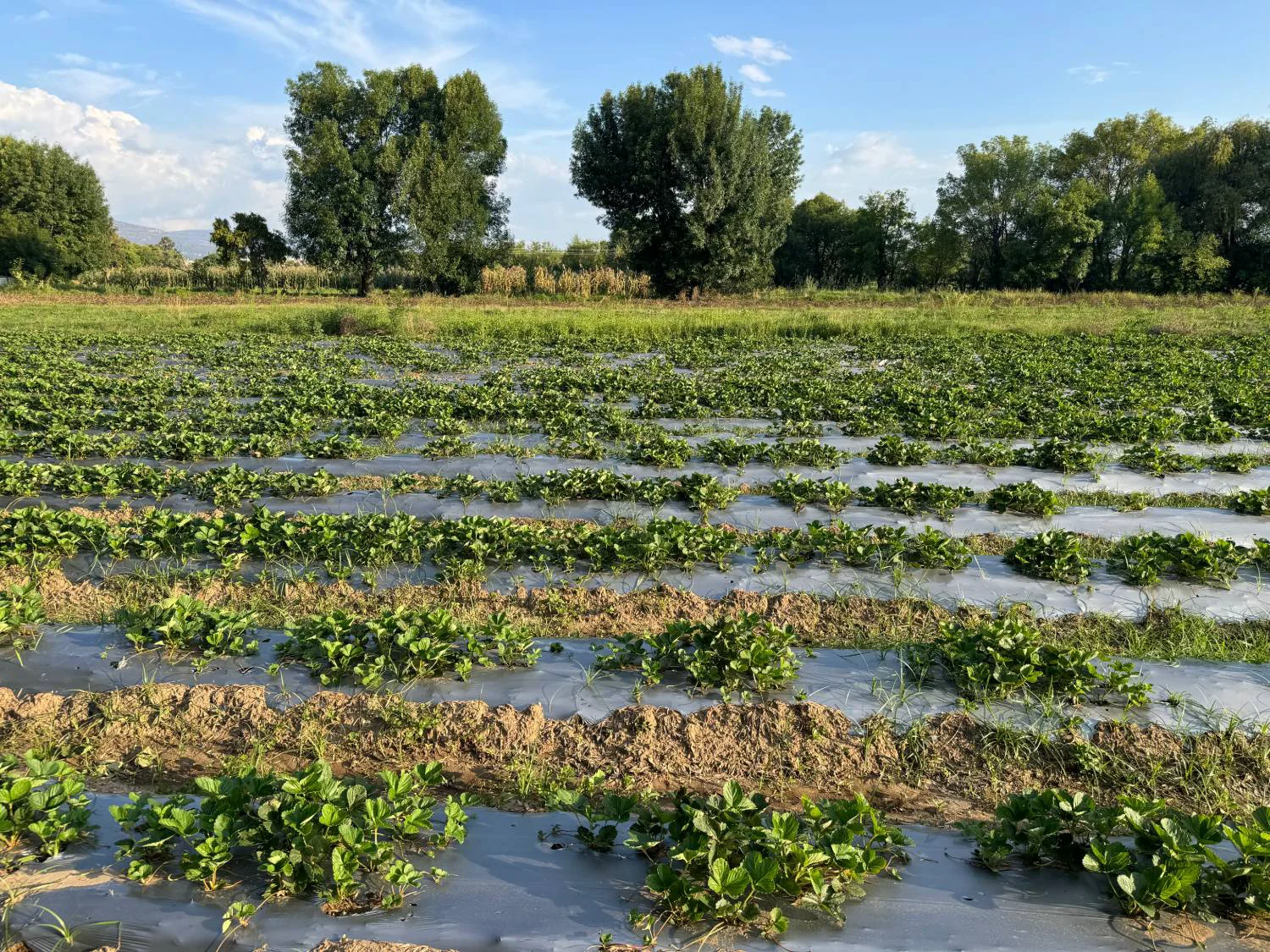 Strawberry crop at 21 days with ALOMYXA® applications — Michoacán