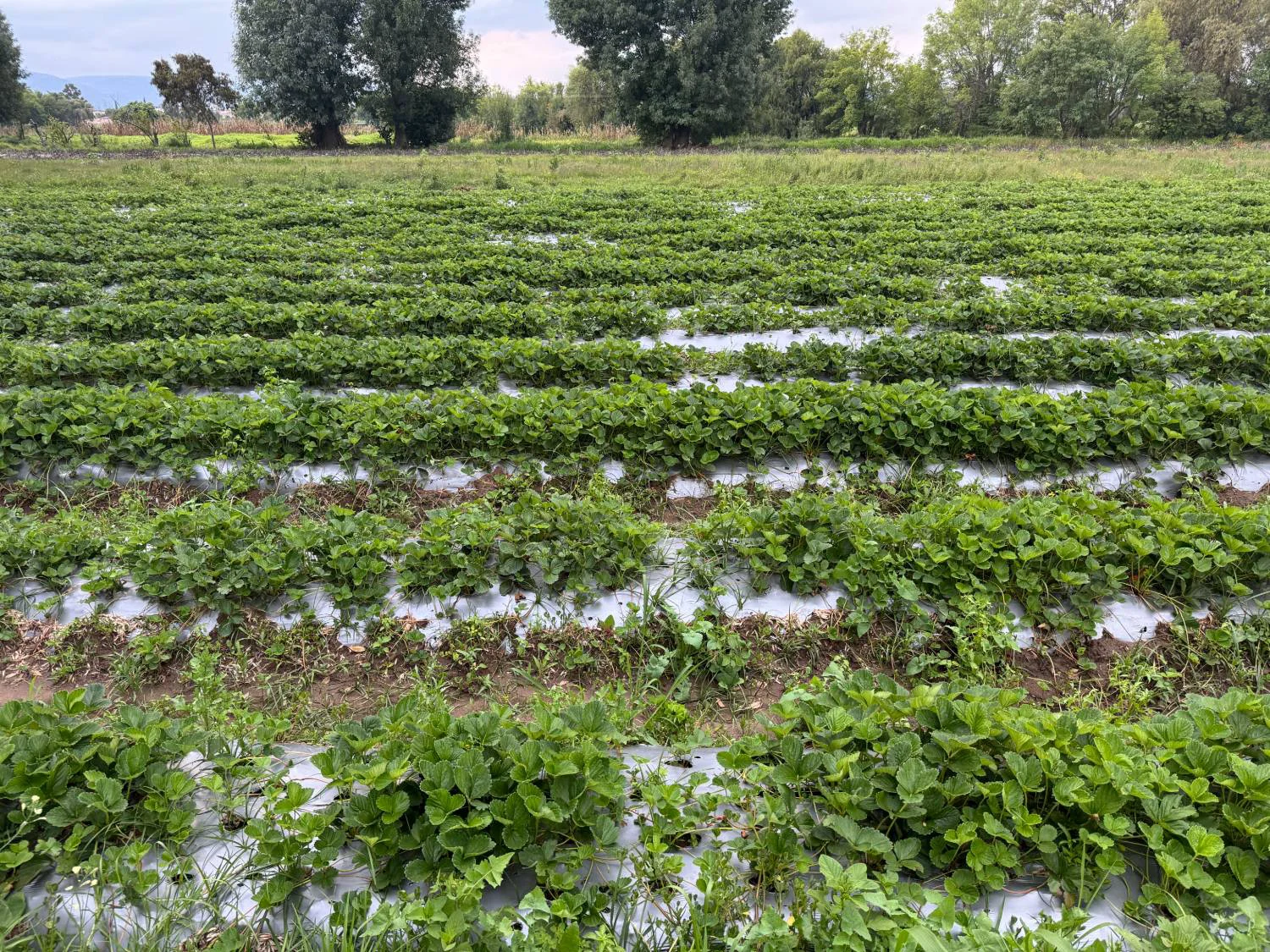 Strawberry crop at 60 days with continuous ALOMYXA® applications — Michoacán
