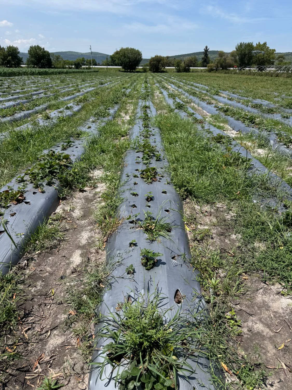 Stalled strawberry — Day 0, no growth or runners — Michoacán