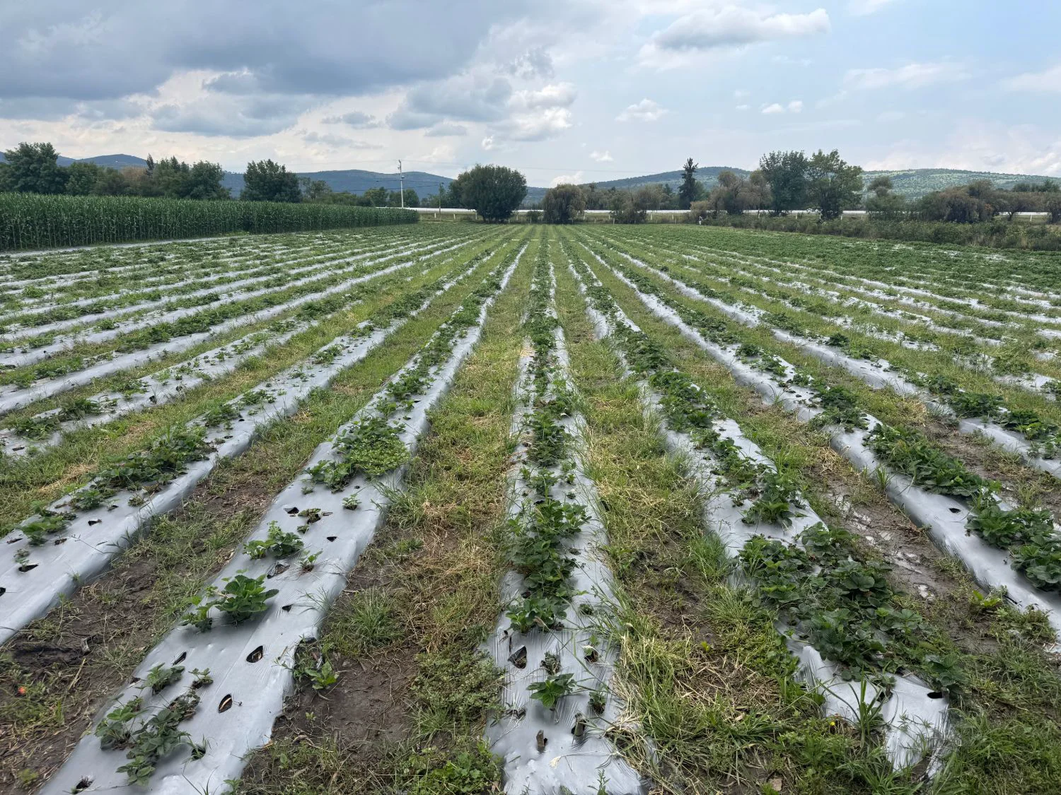 Strawberry at 28 days with ALOMYXA® — new runners and visible growth — Michoacán