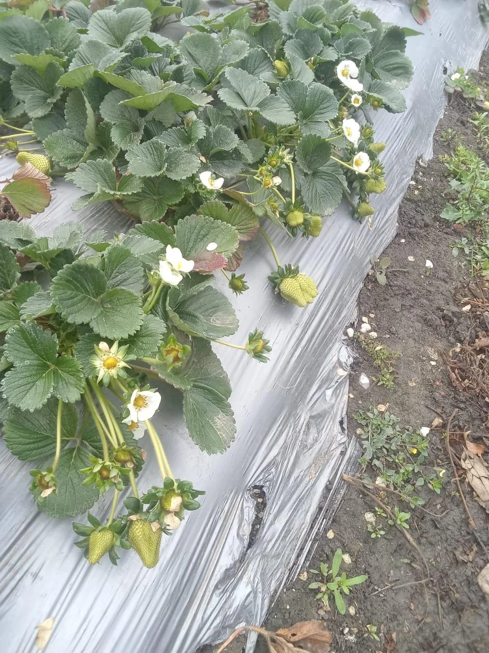 Strawberry plant with abundant flowering, new shoots, and developing fruit simultaneously — ALOMYXA® Michoacán