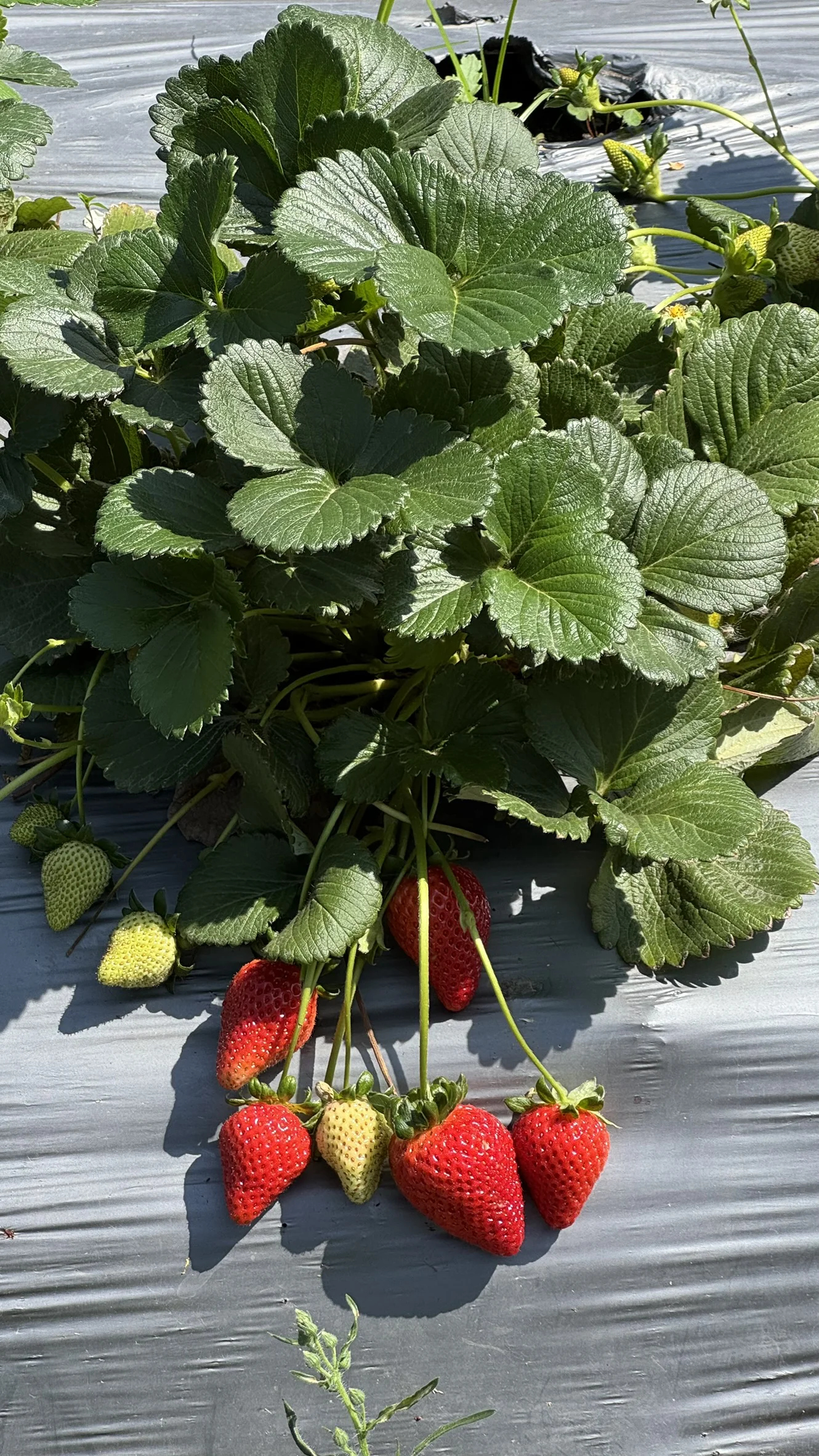 Strawberry plant in full fruiting with multiple ripe red fruits and vegetative vigor — ALOMYXA® Michoacán