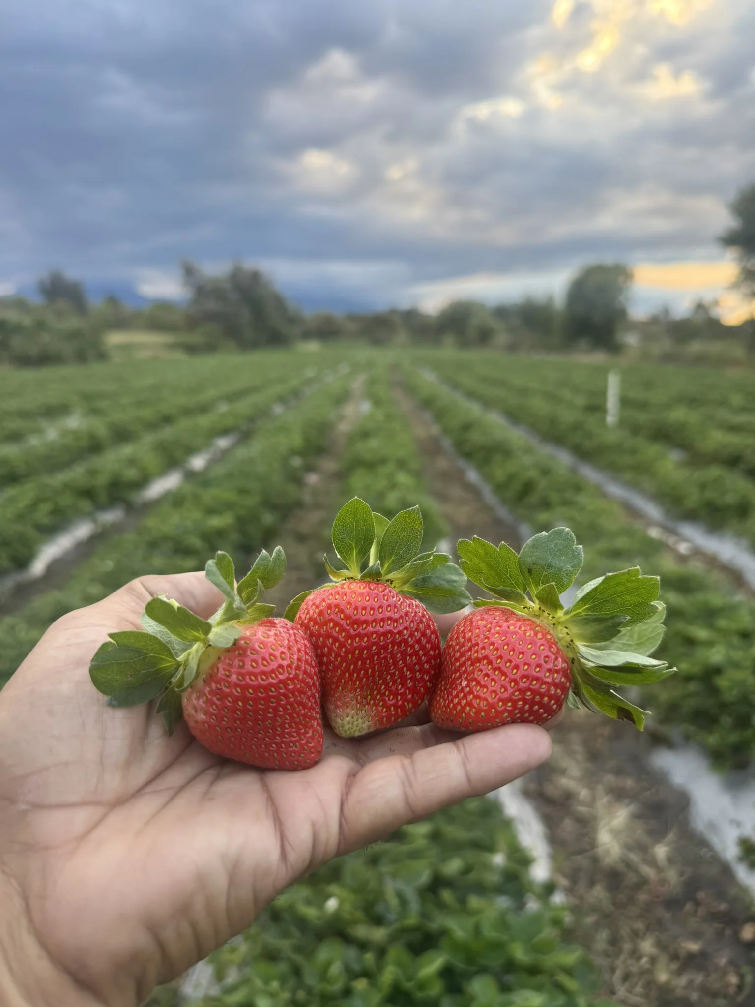 Three uniformly sized red strawberries harvested from a second-year crop with ALOMYXA® — Michoacán