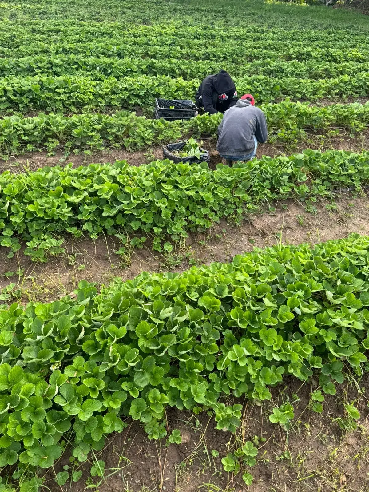 Campo agrícola mexicano