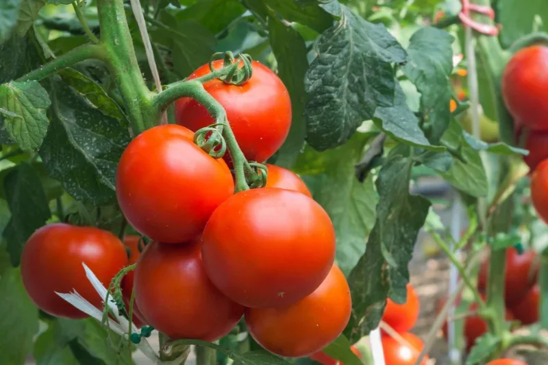 Campo agrícola mexicano