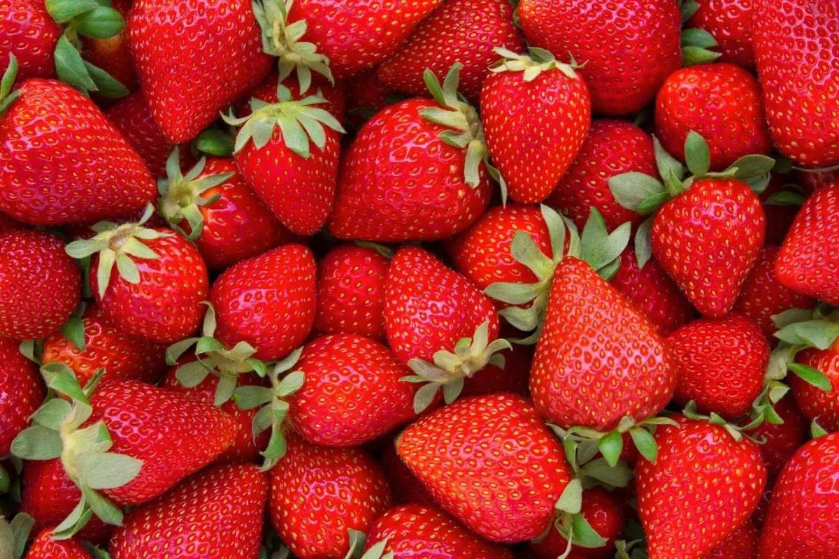 Fragaria × ananassa strawberry crop with ALOMYXA®
